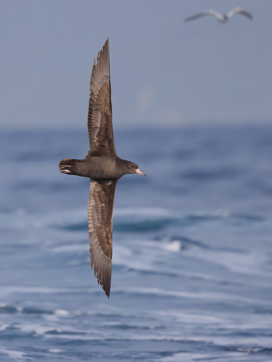 Flesh-footed Shearwater - ML617318730
