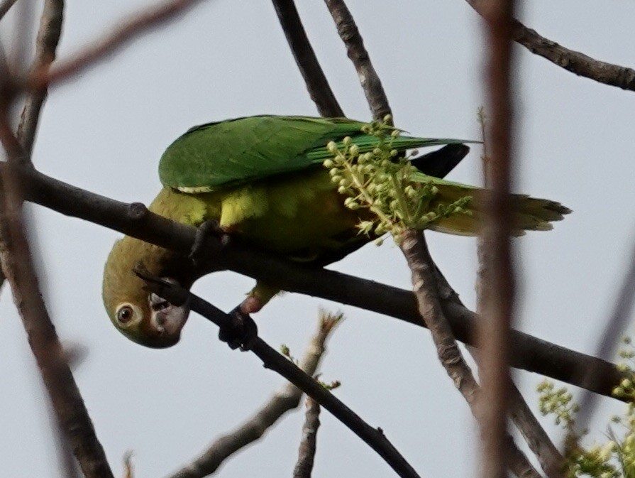 Brown-throated Parakeet - ML617318737