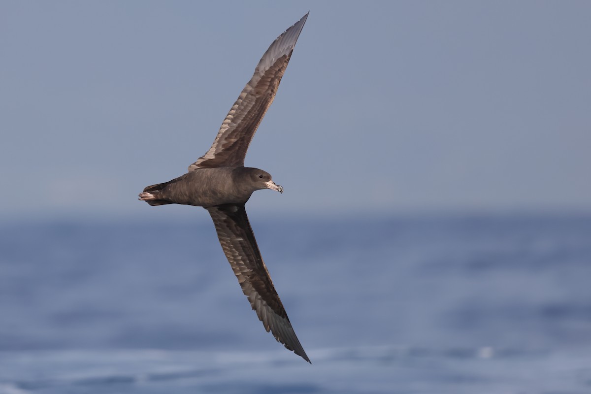 Flesh-footed Shearwater - ML617318739