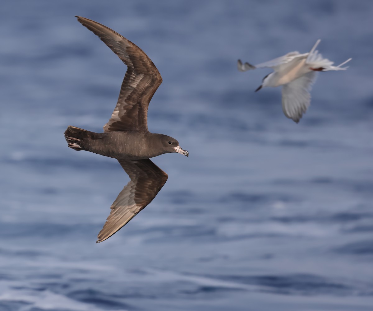 Flesh-footed Shearwater - ML617318740