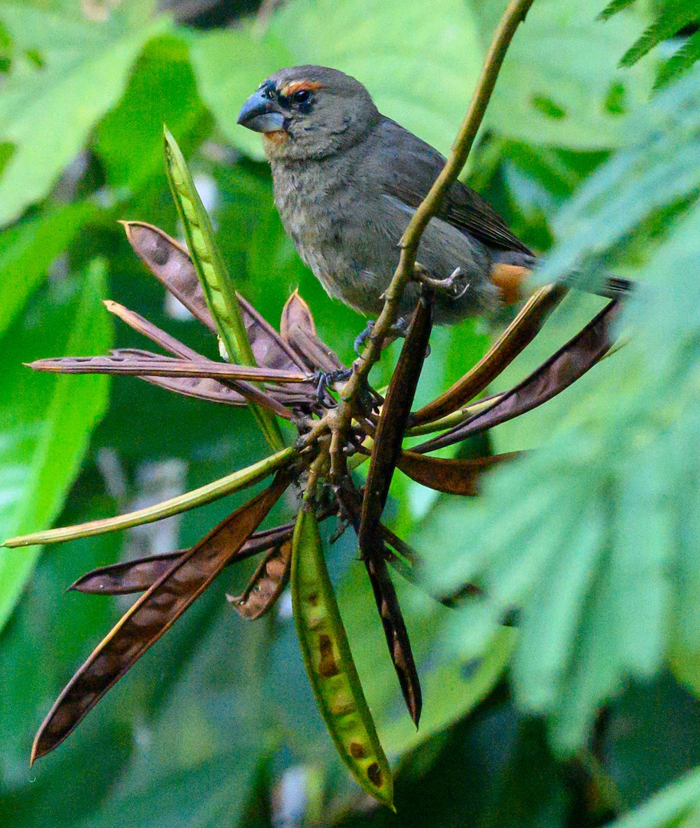 Greater Antillean Bullfinch - Lea Schellhous