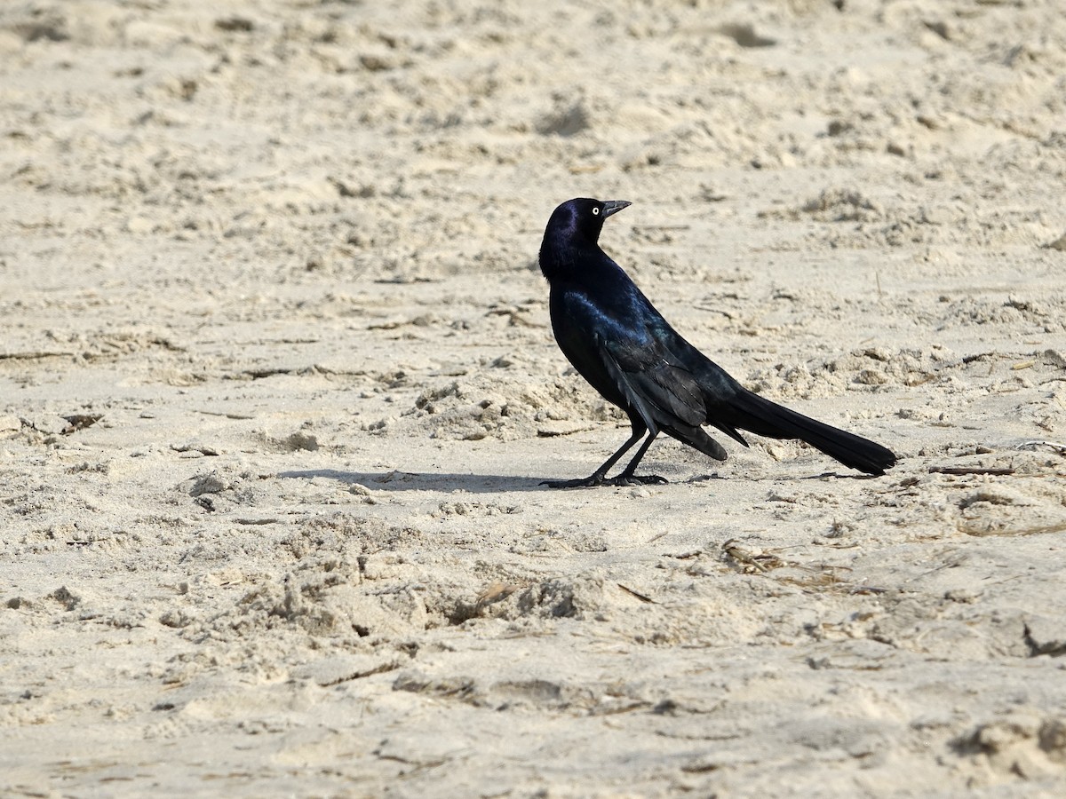 Boat-tailed Grackle - ML617318848