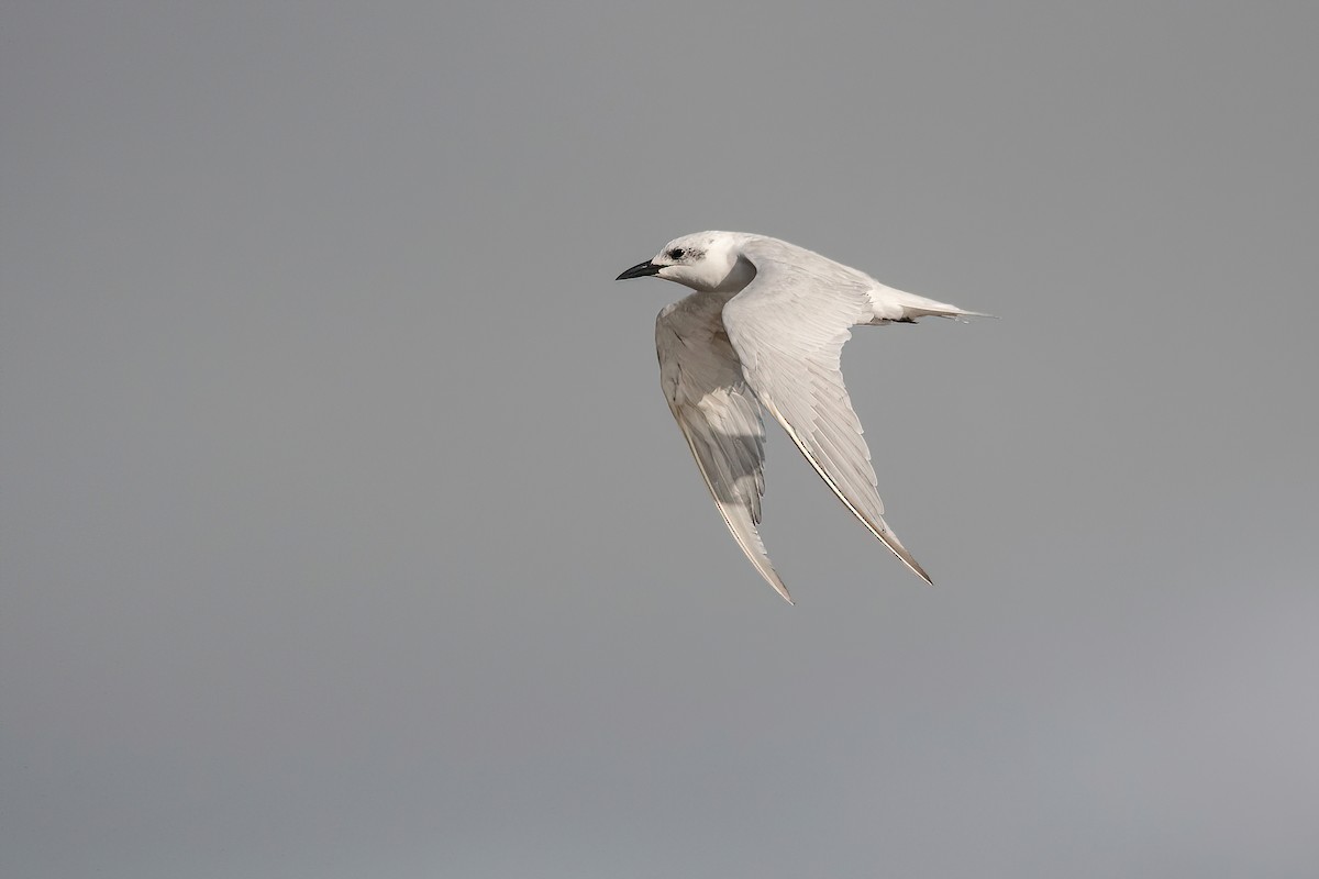 Gull-billed Tern - Raphael Kurz -  Aves do Sul