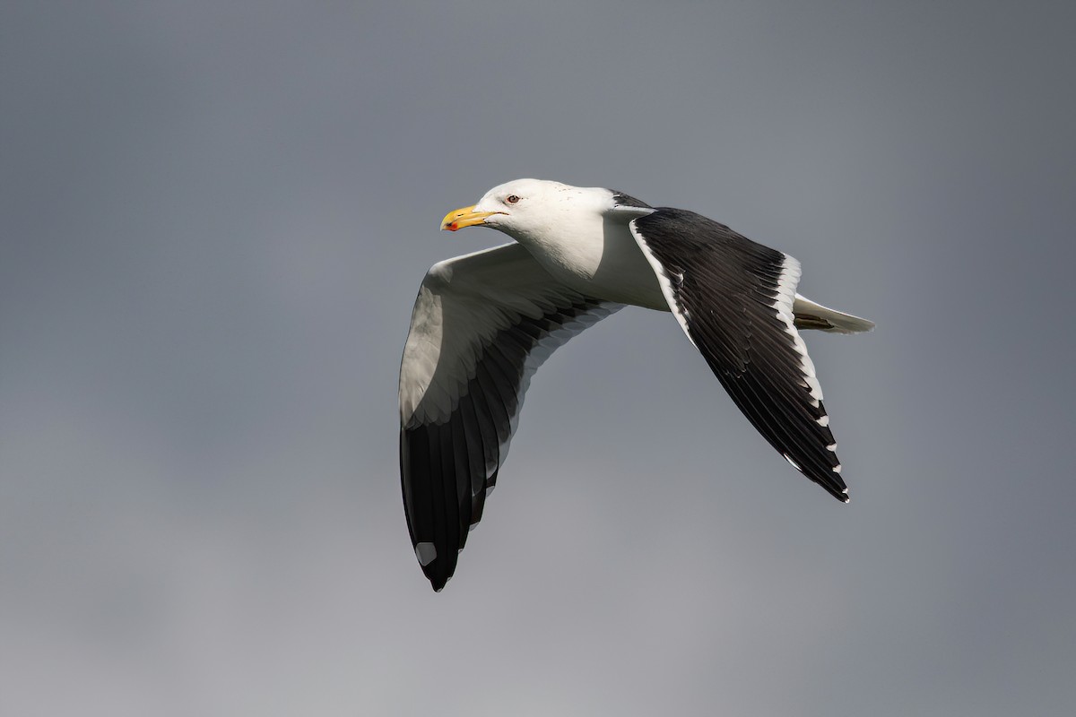 Kelp Gull - Raphael Kurz -  Aves do Sul