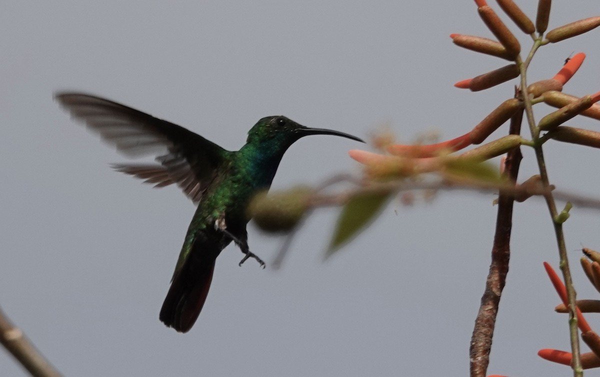 kolibřík panamský - ML617318931