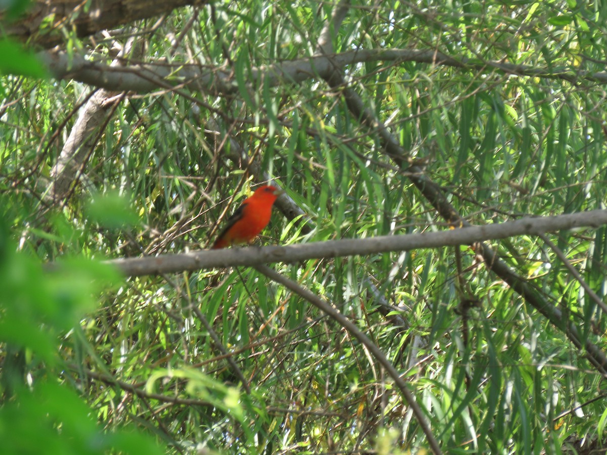 Scarlet Tanager - ML617318951