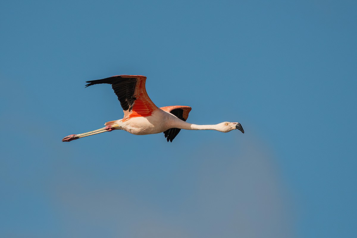 Şili Flamingosu - ML617319057
