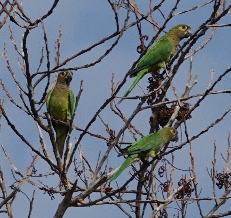 Brown-throated Parakeet - ML617319092