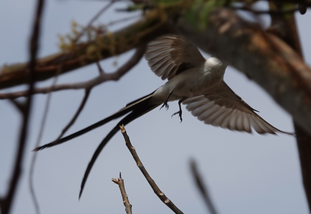 Fork-tailed Flycatcher - ML617319105