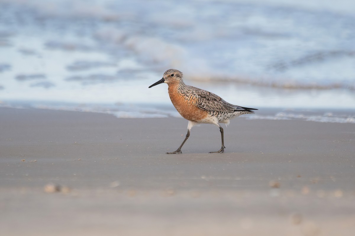 Red Knot - ML617319125