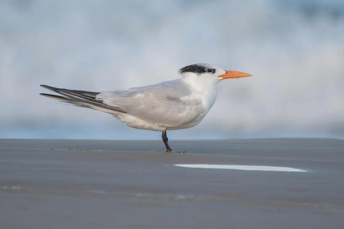 Royal Tern - Raphael Kurz -  Aves do Sul