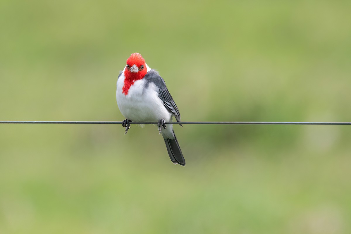 Red-crested Cardinal - ML617319223