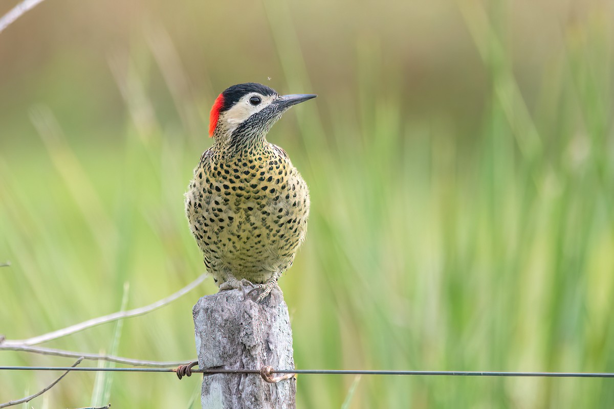 Green-barred Woodpecker - ML617319241