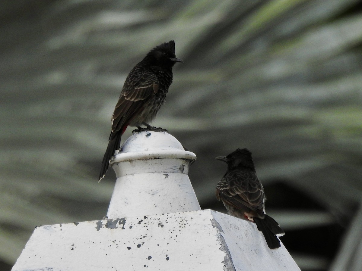 Red-vented Bulbul - ML617319267