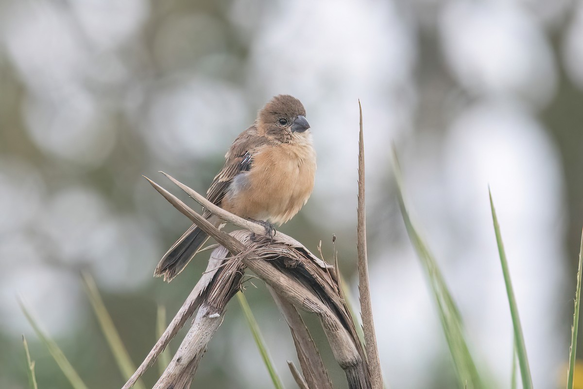 Rusty-collared Seedeater - ML617319293