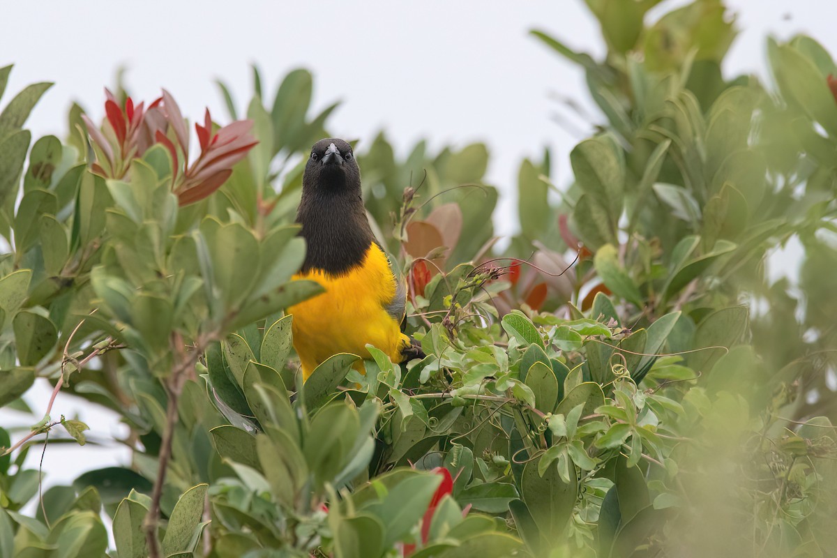 Yellow-rumped Marshbird - Raphael Kurz -  Aves do Sul