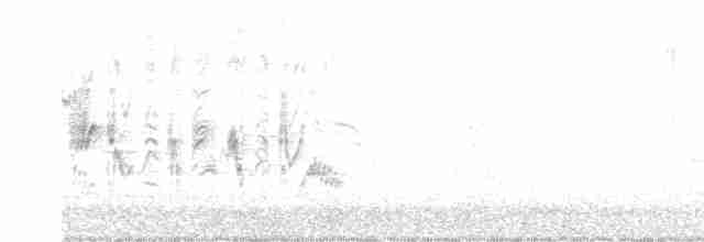 Braunaugenvireo (pusillus) - ML617319349