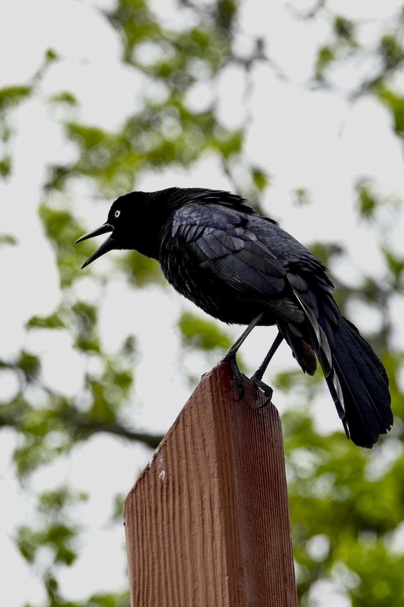 Great-tailed Grackle - ML617319407