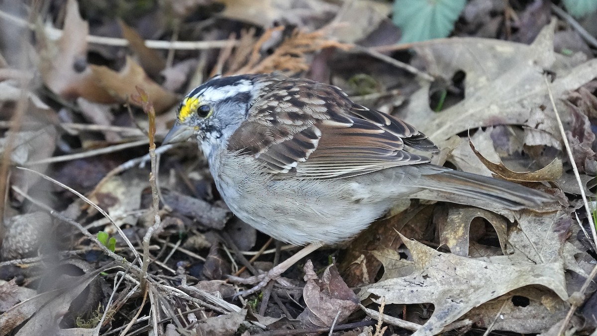White-throated Sparrow - ML617319469