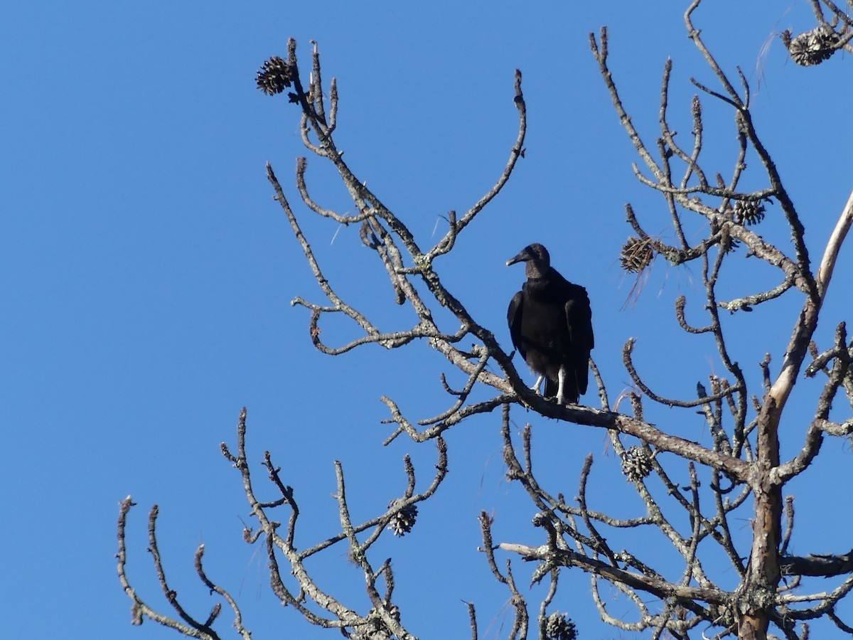 eBird Checklist - 13 Apr 2024 - Chinsegut Wildlife and Environmental ...