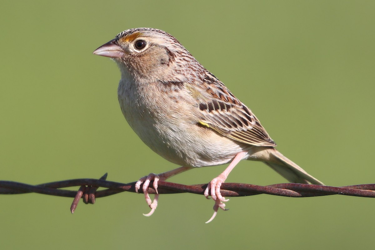 Grasshopper Sparrow - ML617319581