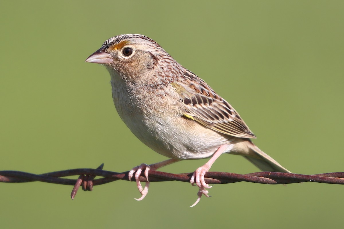 Grasshopper Sparrow - ML617319582