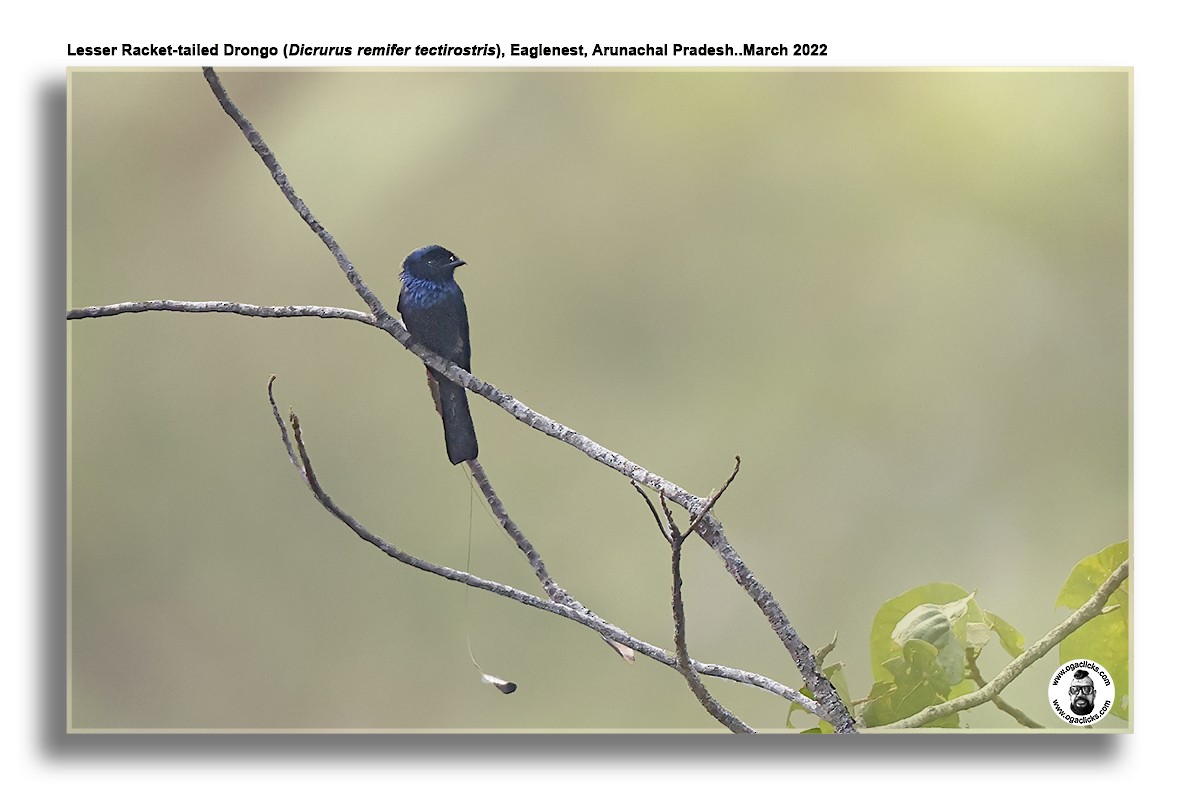 Lesser Racket-tailed Drongo - Saravanan Janakarajan