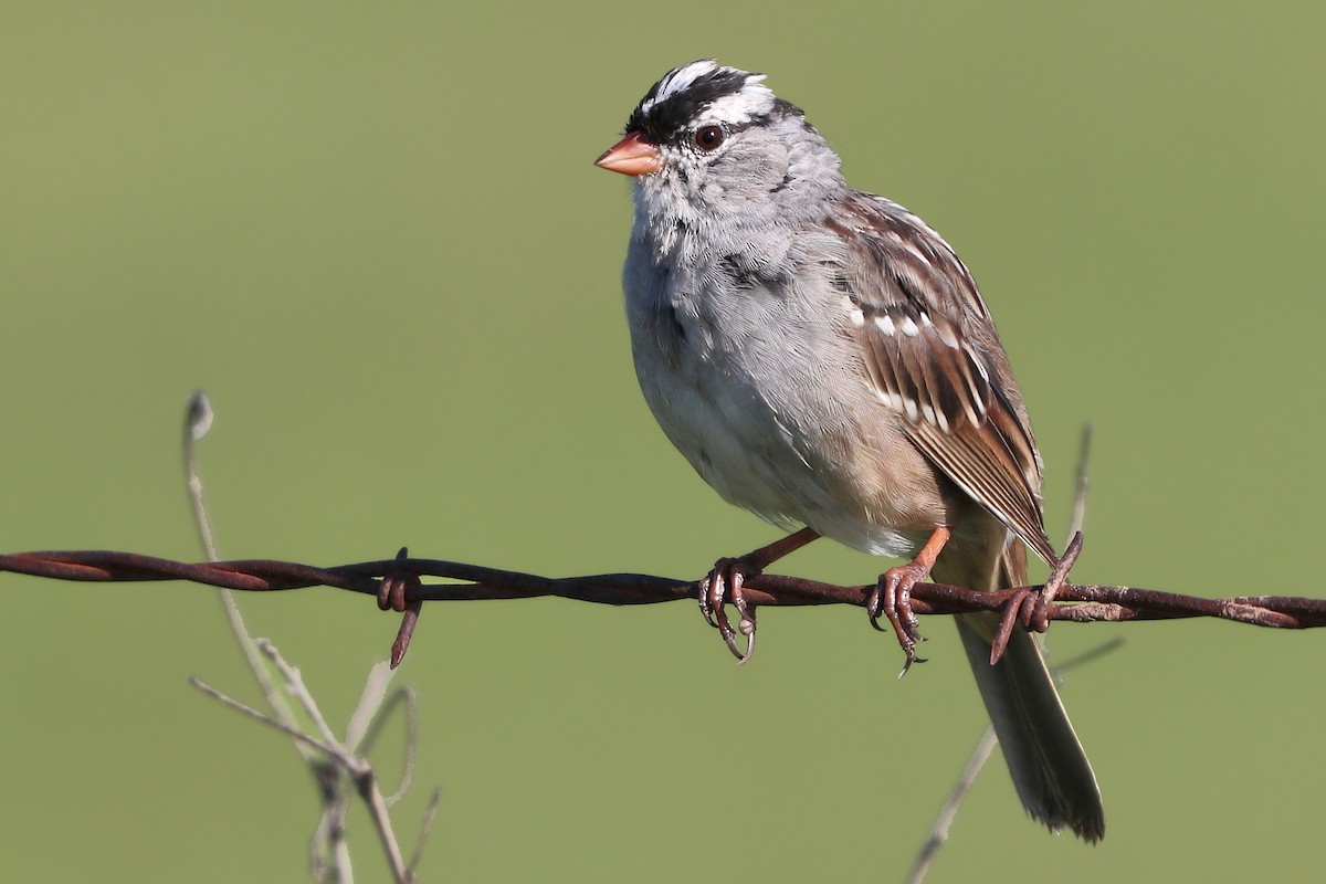 White-crowned Sparrow - ML617319590
