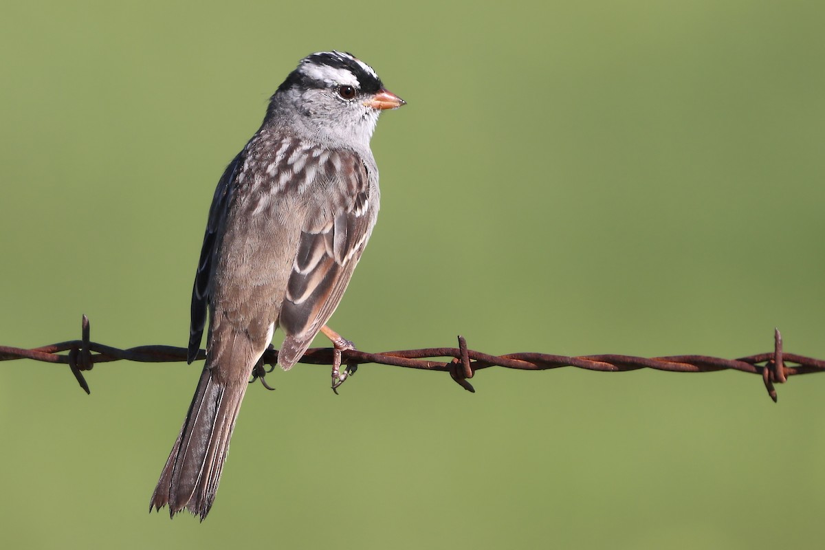 White-crowned Sparrow - ML617319591