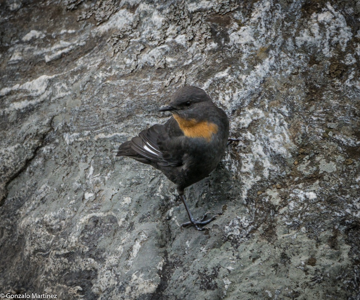 Rufous-throated Dipper - Gonzalo Martínez