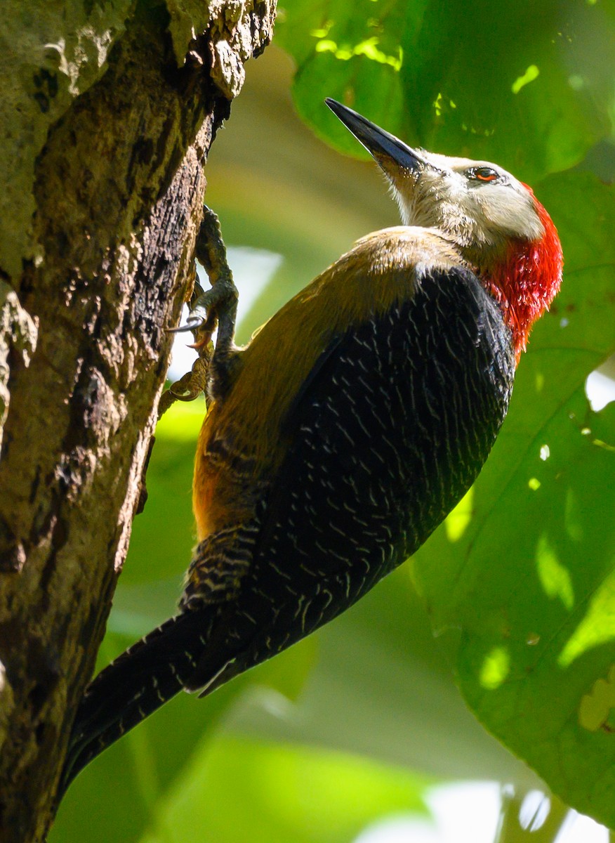 Jamaican Woodpecker - ML617319641