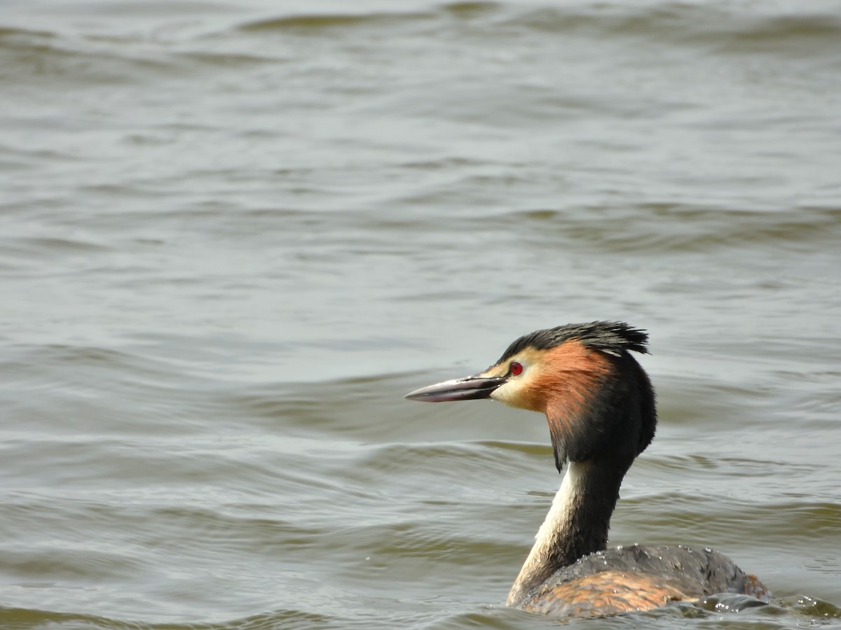 Great Crested Grebe - ML617319670