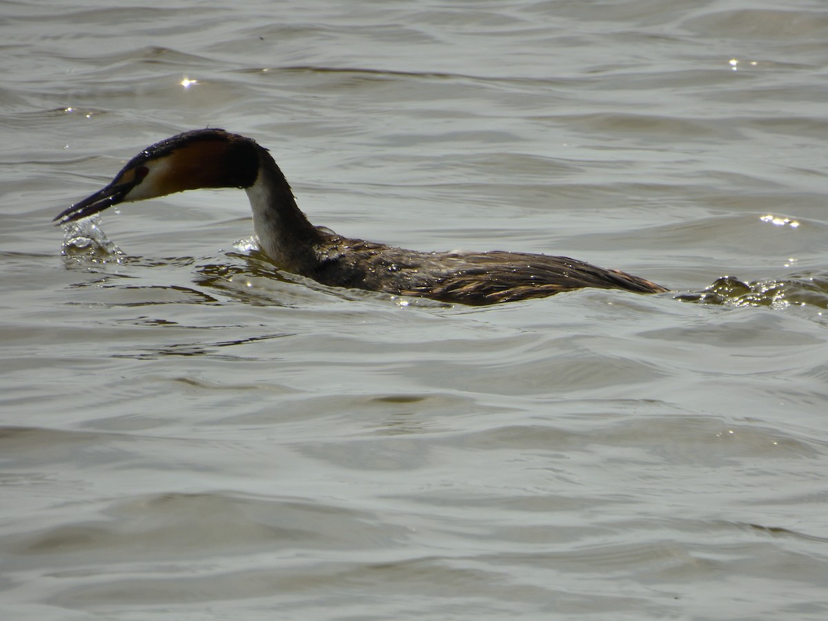Great Crested Grebe - ML617319673