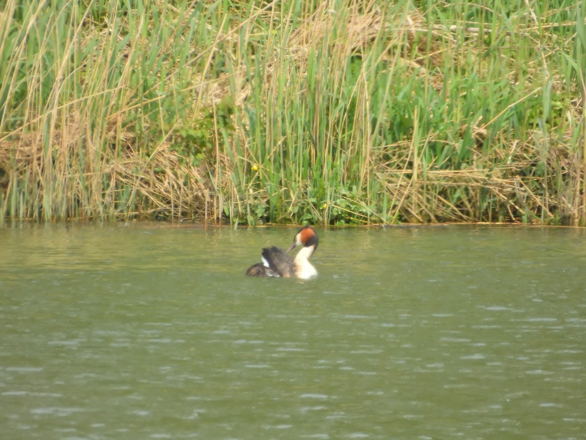 Great Crested Grebe - ML617319674
