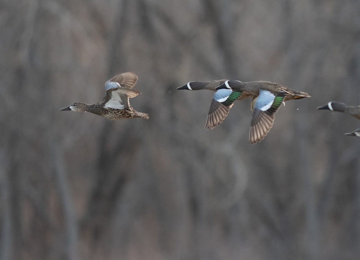 Blue-winged Teal - ML617319760
