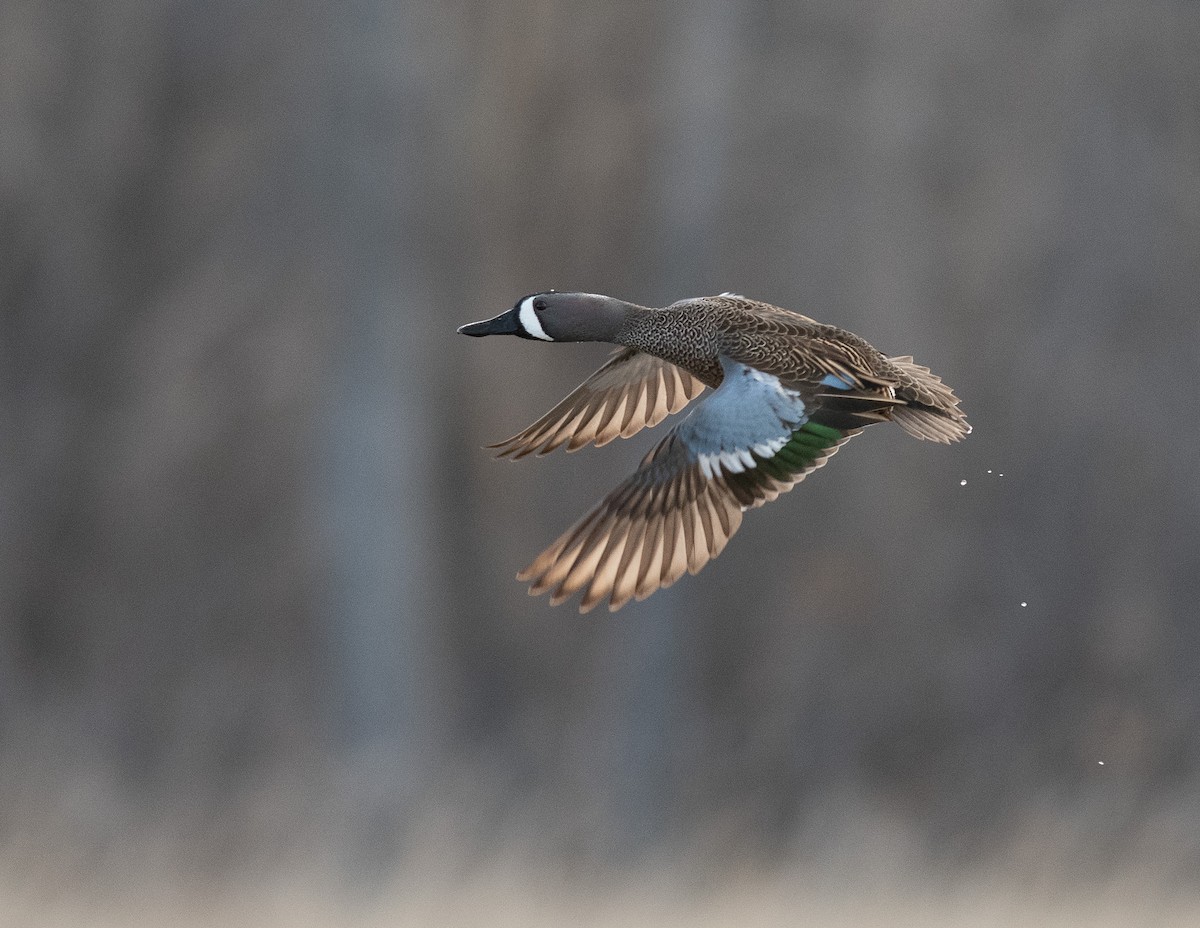 Blue-winged Teal - ML617319761