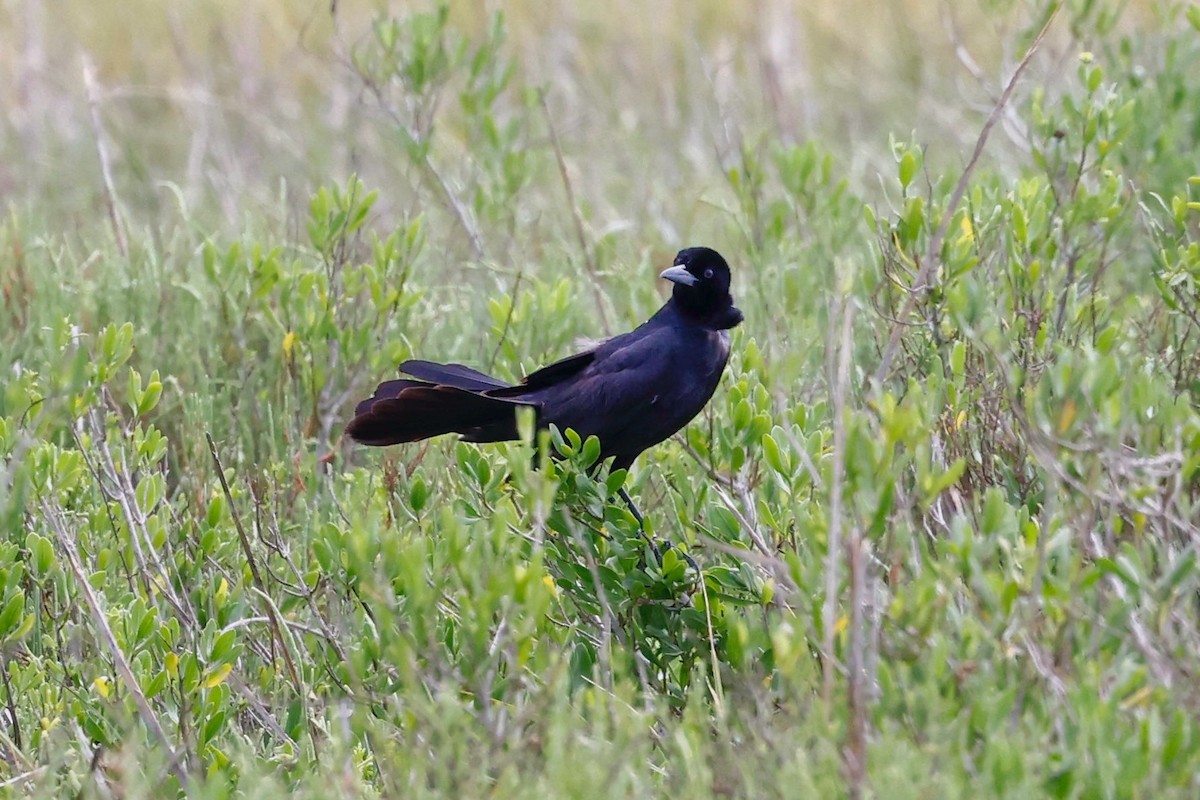 Boat-tailed Grackle - ML617319773