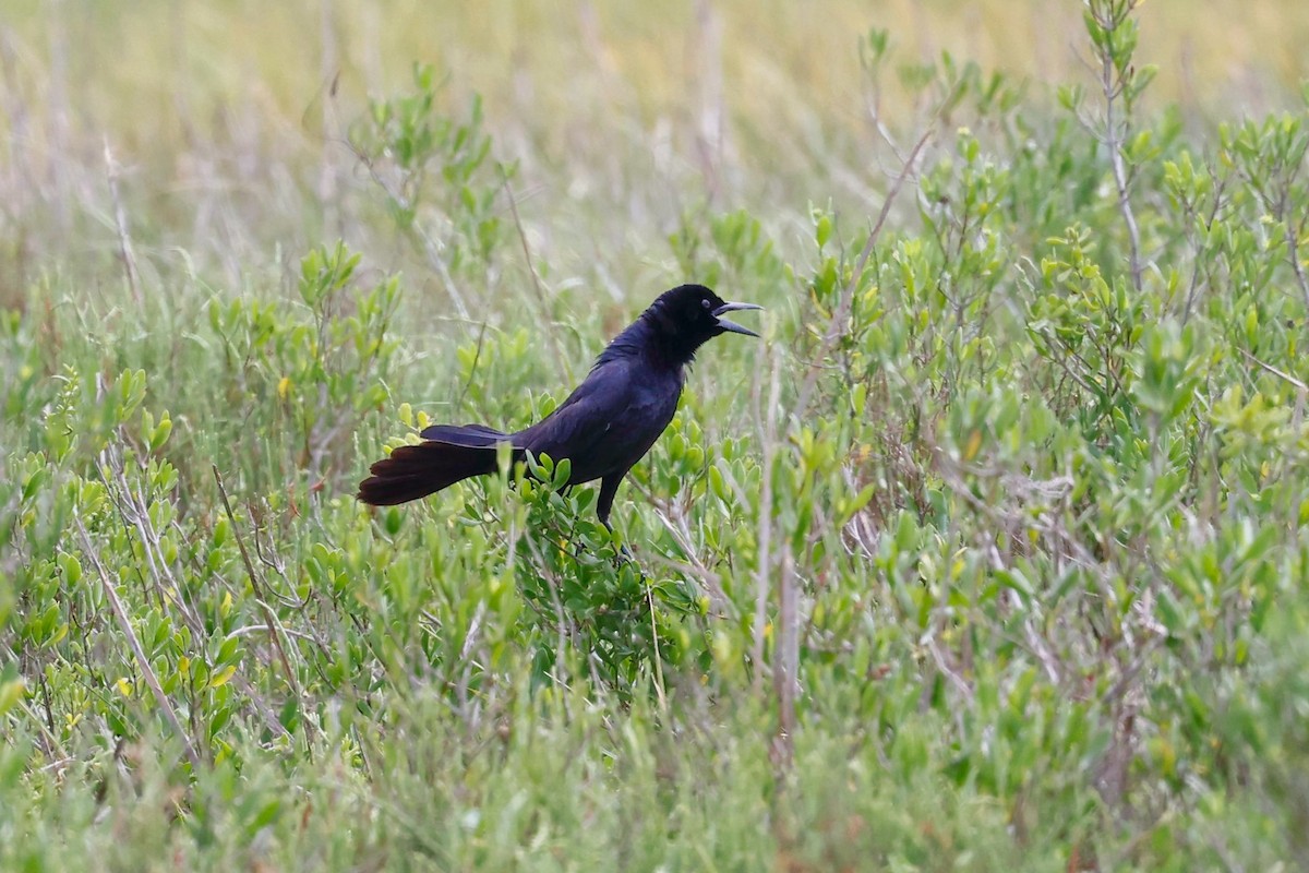 Boat-tailed Grackle - ML617319774