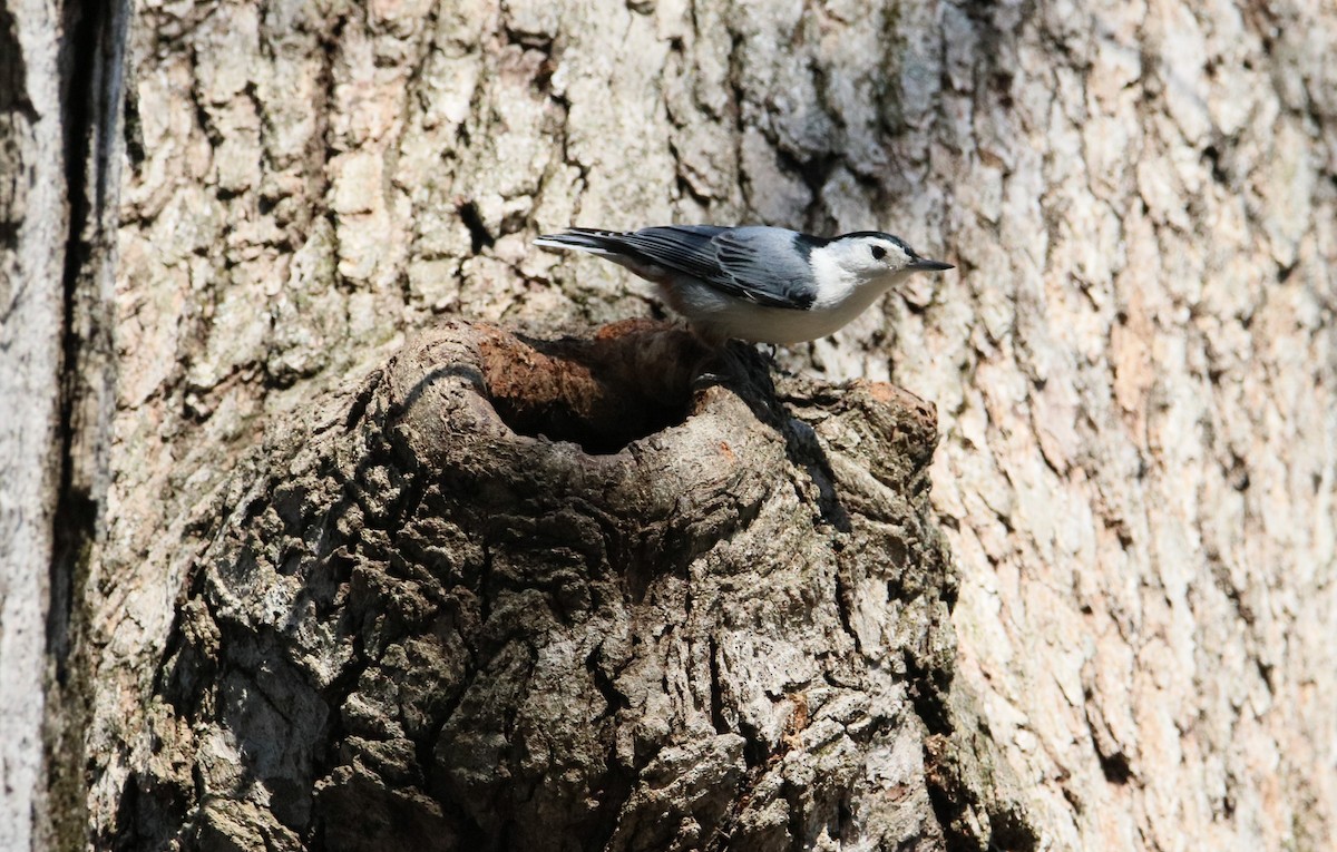 White-breasted Nuthatch - ML617319780