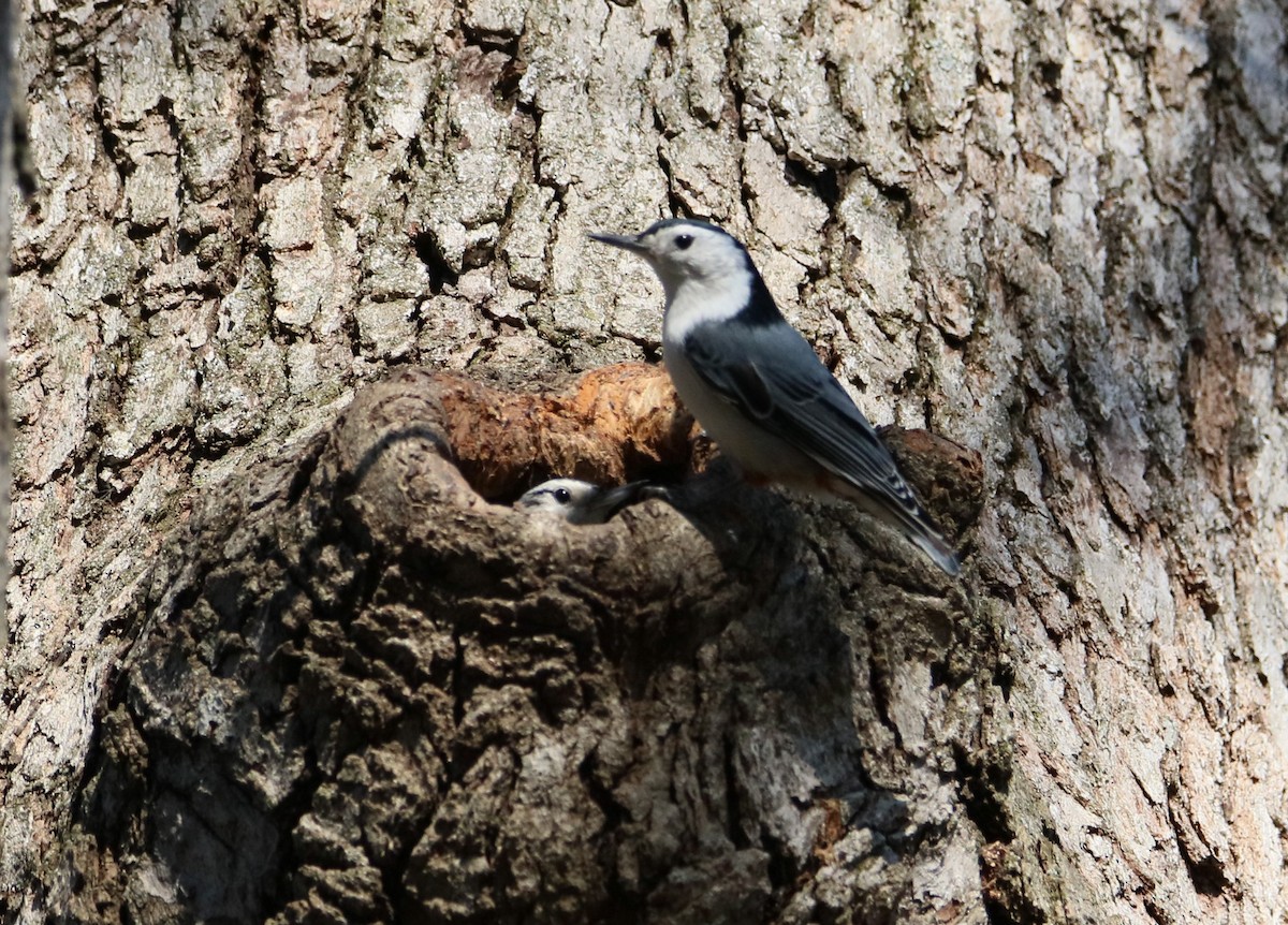 White-breasted Nuthatch - ML617319805