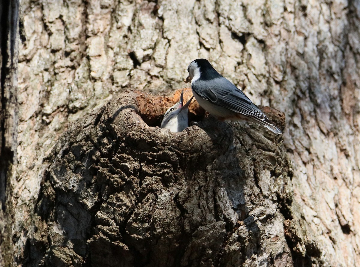 White-breasted Nuthatch - ML617319818