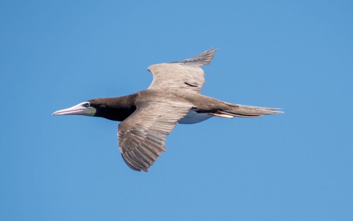 Brown Booby - ML617319940