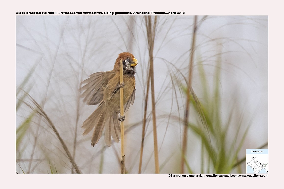 Black-breasted Parrotbill - ML617320150