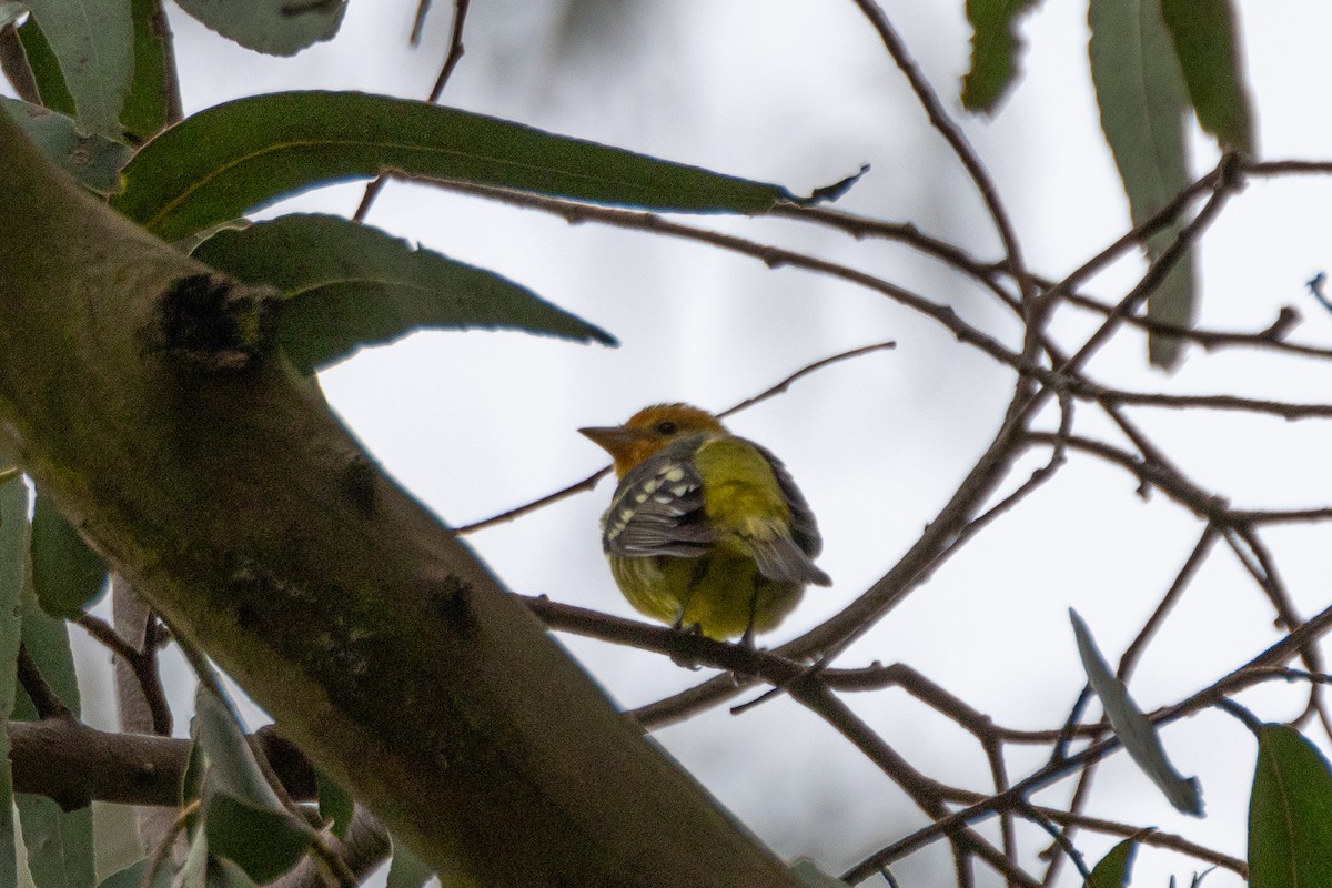 Western Tanager - ML617320184