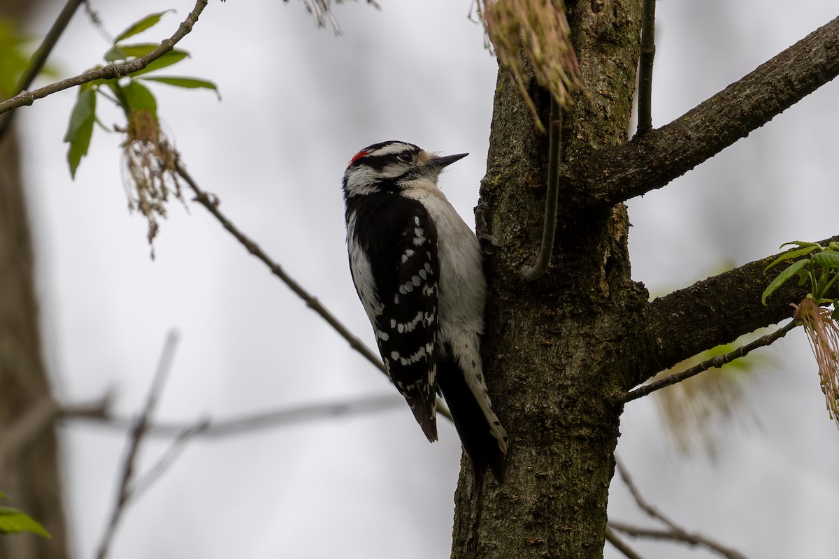 Downy Woodpecker - ML617320189