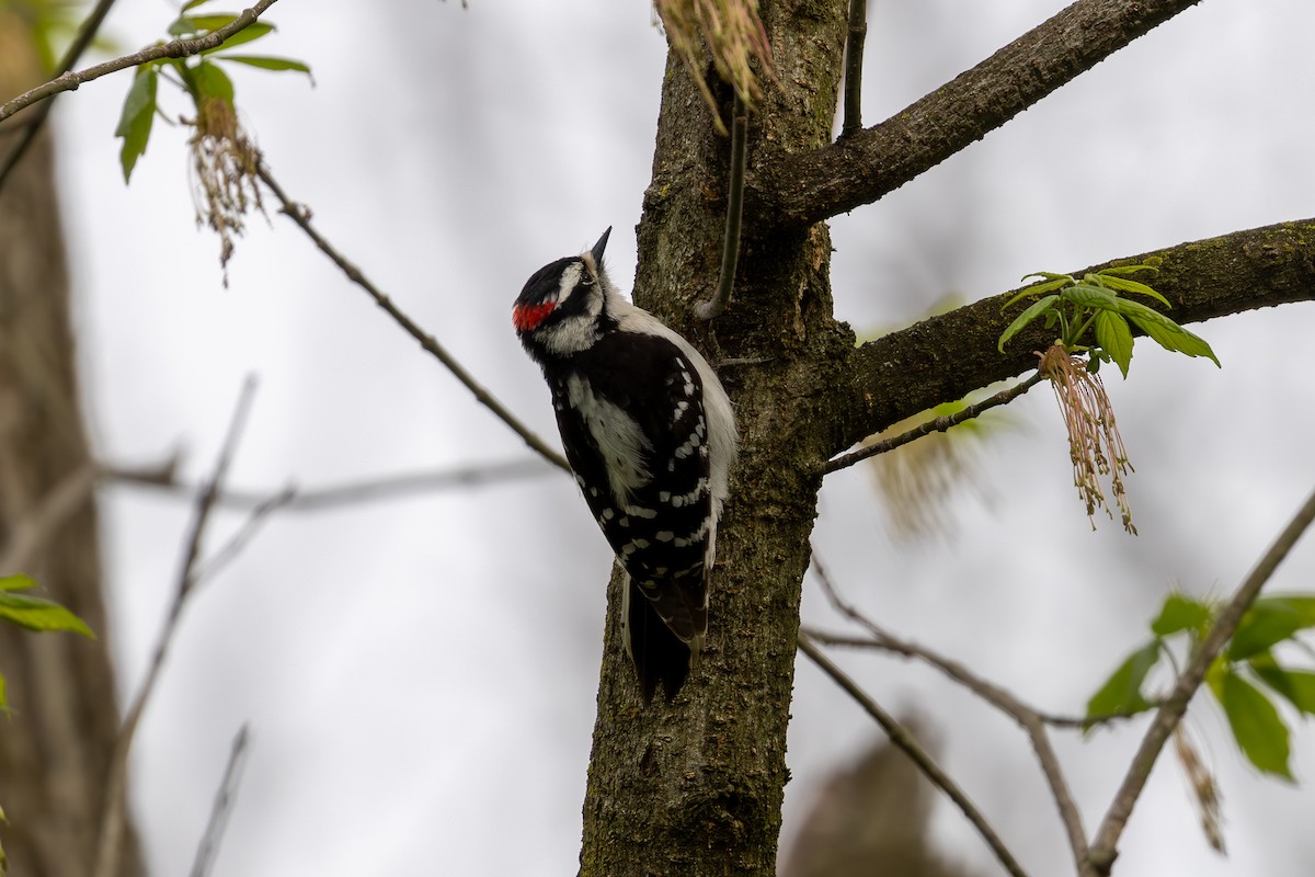 Downy Woodpecker - ML617320190