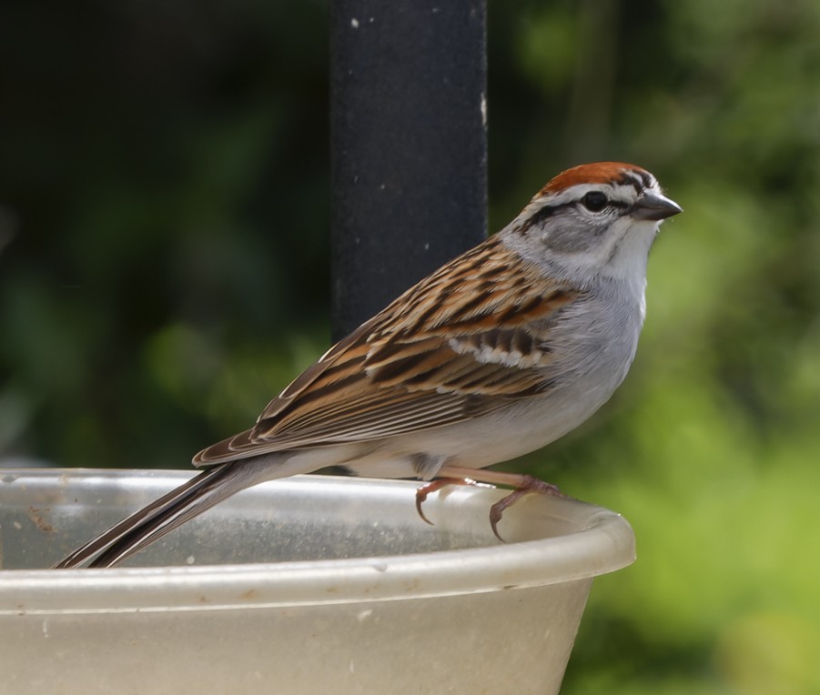 Chipping Sparrow - P Smith