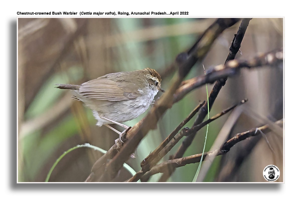 Chestnut-crowned Bush Warbler - ML617320267