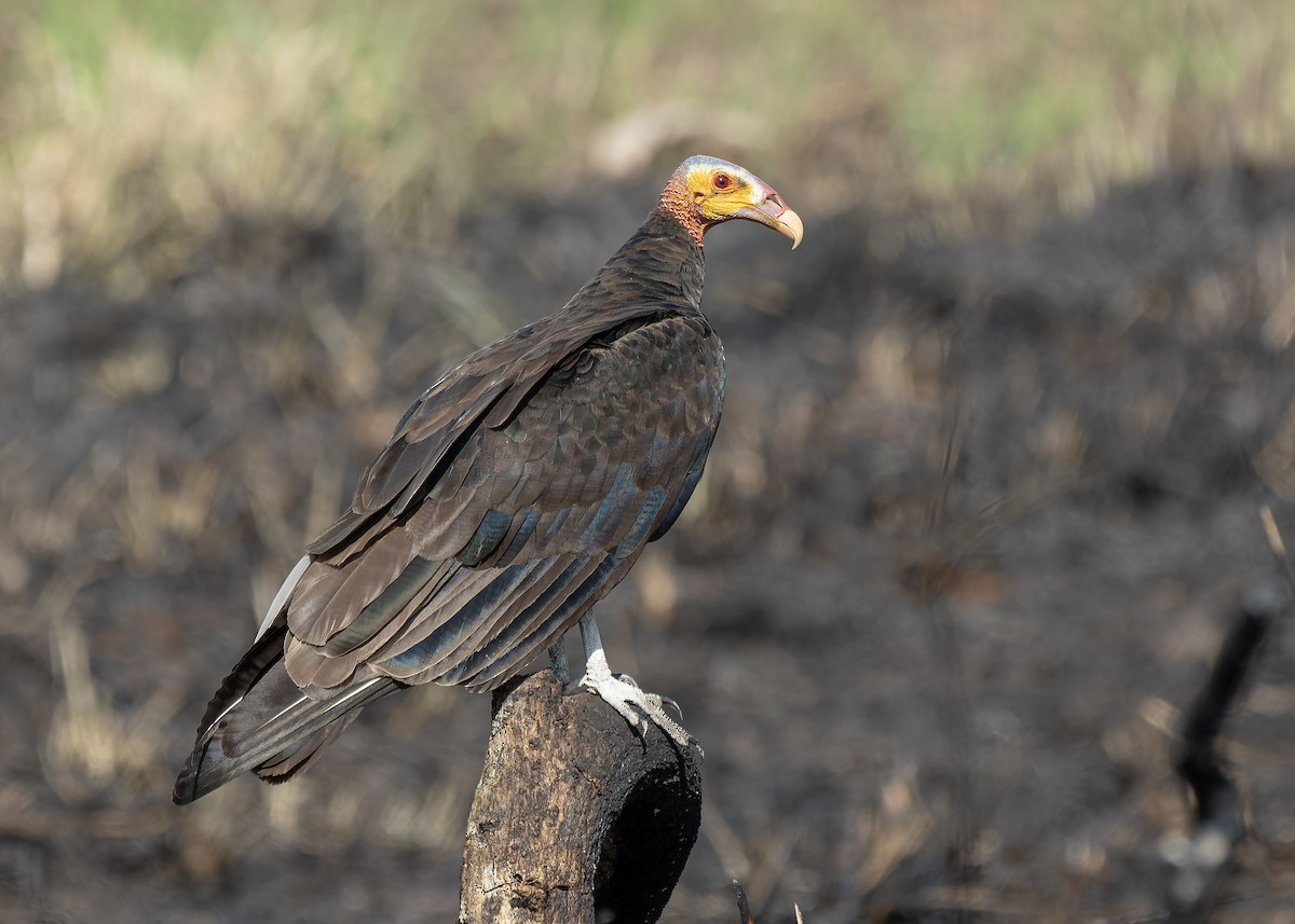 Lesser Yellow-headed Vulture - ML617320335