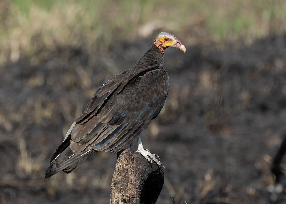 Lesser Yellow-headed Vulture - Guillermo  Saborío Vega